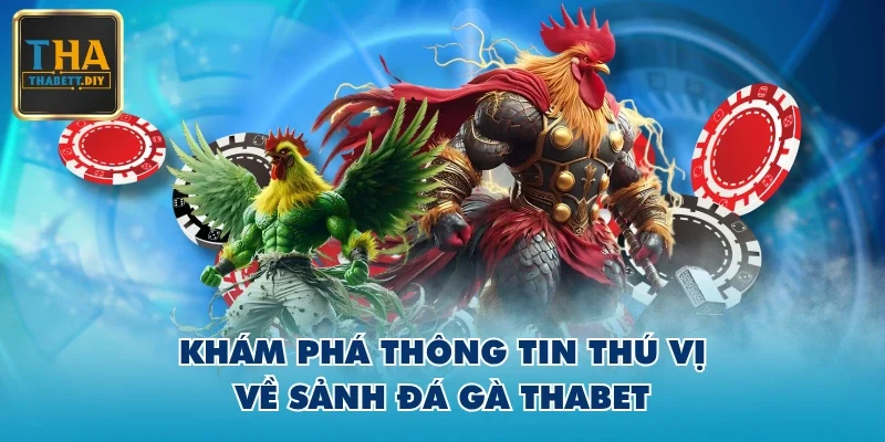 Khám phá thông tin thú vị về sảnh đá gà THABET